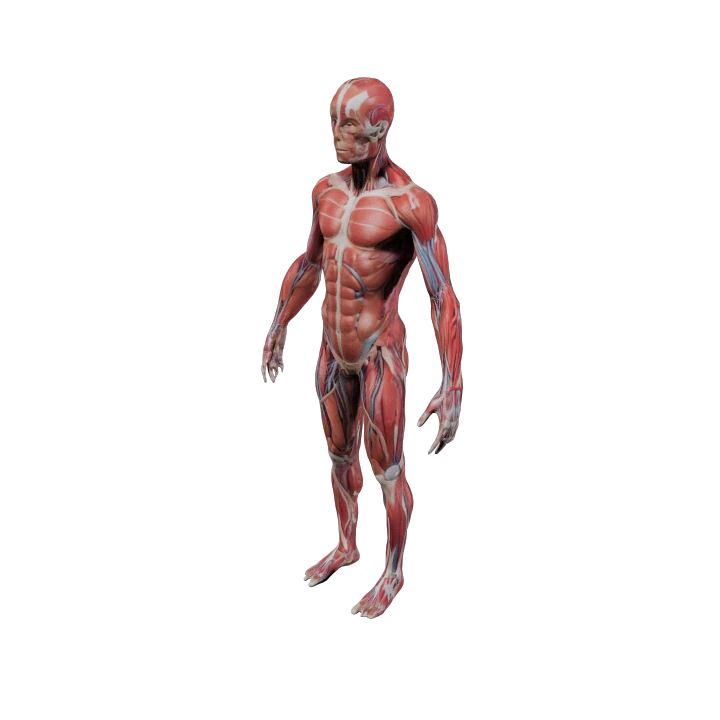 Muscular anatomy figure: explore the conditions we treat